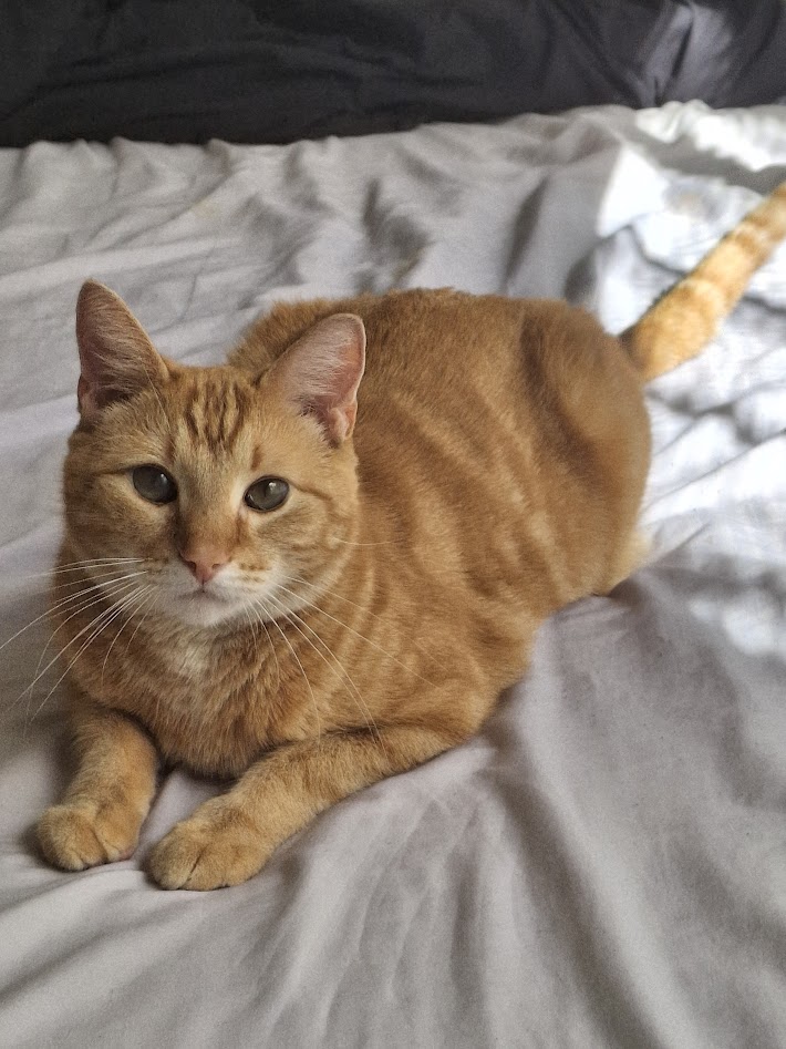 My orange tabby cat, Milo chilling on a bed